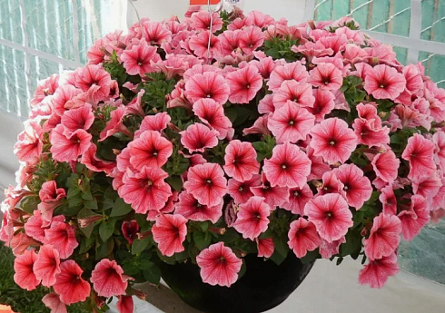 Петуния Patia Strawberry Ice