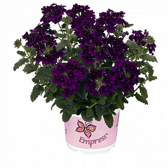 Вербена Empress Flair Violet Blue