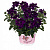 Вербена Empress Flair Violet Blue