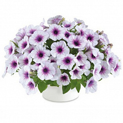 Петуния CAPELLA PURPLE VEIN