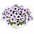 Петуния CAPELLA PURPLE VEIN