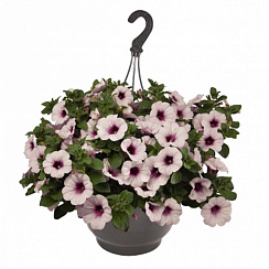Петуния Surprise White Orchid (13шт.) АПРЕЛЬ