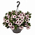 Петуния Surprise White Orchid (13шт.) АПРЕЛЬ