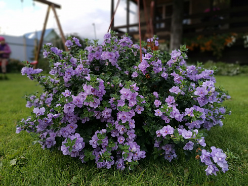 Бакопа Scopia Double Lavender