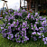 Бакопа Scopia Double Lavender