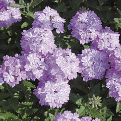 Вербена Lanai Lavender Star