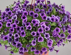 Петуния Littletunia Blue Vein