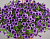 Петуния Littletunia Blue Vein