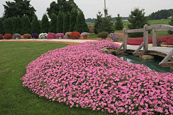 Петуния Vista Bubblegum
