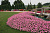 Петуния Vista Bubblegum