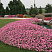 Петуния Vista Bubblegum