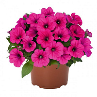 Петуния Potunia Neon