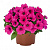 Петуния Potunia Neon