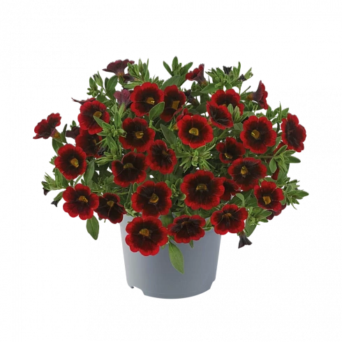 Калибрахоа Cabaret Special Red Velvet
