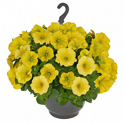 Петуния Surprise Canary Yellow 2025 (13 шт.) АПРЕЛЬ