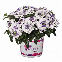Вербена Wicked Purple (13 шт.) МАРТ