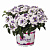 Вербена Wicked Purple (13 шт.) МАРТ