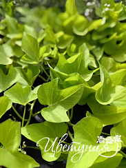 Батат Light Green