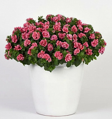 Петуния Sweet Sunshine Compact Pink Red Veins