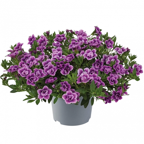 Калибрахоа Cabaret Special Double Purple Bicolour