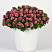 Петуния Sweet Sunshine Compact Pink Red Veins