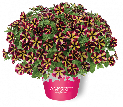 Петуния Amore Fiesta