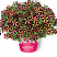 Петуния Amore Fiesta