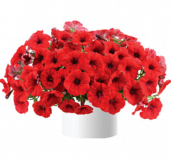Петуния CASCADIAS Chili Red
