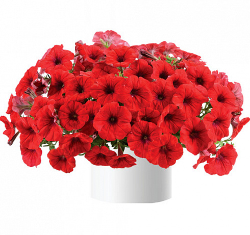 Петуния CASCADIAS Chili Red