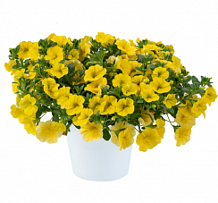 Калибрахоа LIA Yellow improved