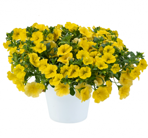 Калибрахоа LIA Yellow improved