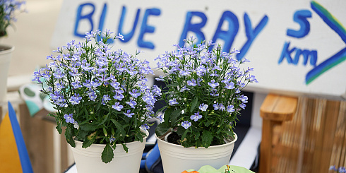 Лобелия CURACAO BLUE BAY (13шт.) МАРТ