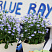 Лобелия CURACAO BLUE BAY (13шт.) МАРТ