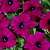 Петуния Blanket Zinfandel  (13шт.) (от сохраненных маточных растений) МАРТ