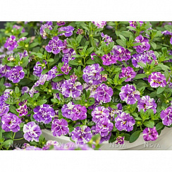 Калибрахоа Гибридная MiniFamous Neo Double Loopy Lavender