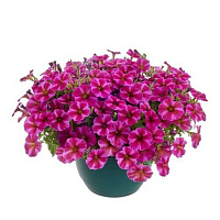 Петхоа BeautiCal Rose Star