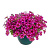 Петхоа BeautiCal Rose Star
