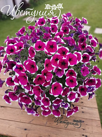 Петуния CASCADIAS™ Rim Cherry Improved (13шт.) АПРЕЛЬ
