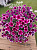Петуния CASCADIAS™ Rim Cherry Improved (13шт.) АПРЕЛЬ