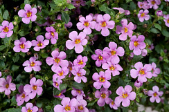 Бакопа  SCOPIA GREAT PINK BEAUTY