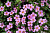 Бакопа  SCOPIA GREAT PINK BEAUTY
