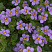 Бакопа SCOPIA® GREAT REGAL BLUE (13шт.) МАРТ