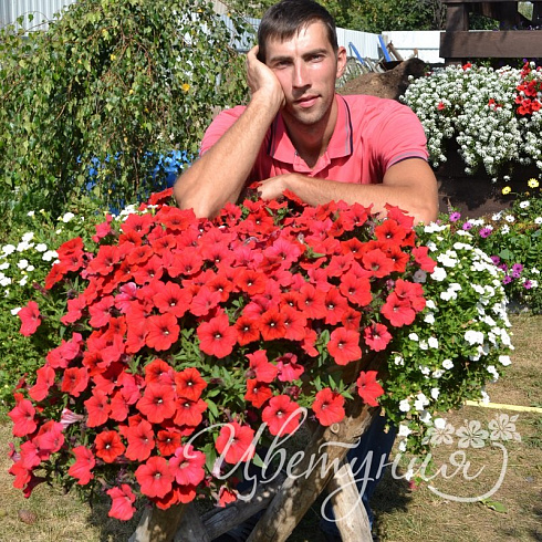 Петуния Surfinia Deep Red (13 шт.) АПРЕЛЬ