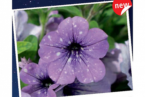 Петуния Lavander Sky