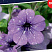 Петуния Lavander Sky