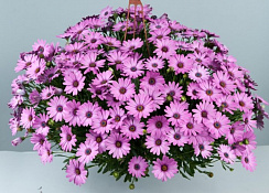 Остеосперум ампельный Plaisir® Pink