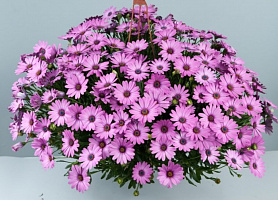 Остеосперум ампельный Plaisir® Pink