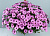 Остеосперум ампельный Plaisir® Pink
