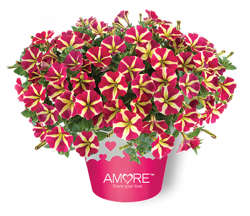 Петуния Amore Queen of Hearts