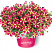 Петуния Amore Queen of Hearts